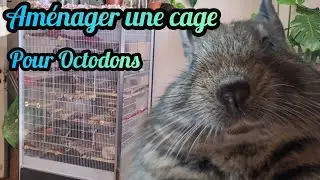 Aménager une cage pour des Octodons !