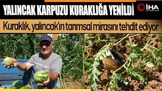 Yalıncak Karpuzunu Kuraklık Vurdu!