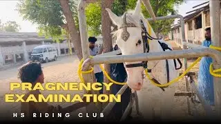 Mare Pragnency Examination with Vet Dr Wajid ( The Kingree Riding Club ) || Desi horse Breeds