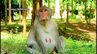 Update: Jane mom monkey not give up sit still waiting for baby Janet, Poor Jane feel miss Janet#212