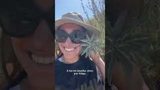 Discover the Benefits of California White Sage: A Guide to Growing and Using Salvia Apiana