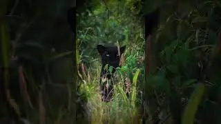 black panther is not a distinct species of big cat; it is the name for jaguars and leopards.