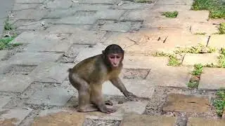 Poor abandoned monkey Balu hungry waiting for everyone give food very pity