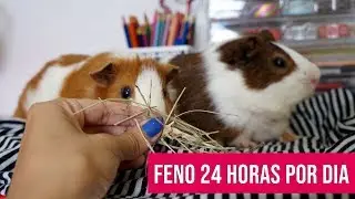 FENO PARA PORQUINHOS DA ÍNDIA: Parte importante da alimentação!!