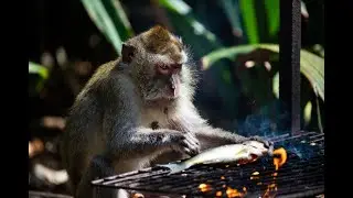 Smart Monkey BBQs Fish in the Forest! Wearing Straw Pants Too!