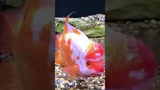 Why you NEED The Midas Cichlid! #shorts