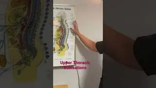 Upper back pain? You might need an upper thoracic Adjustment. Check out this cool neuropatholator!
