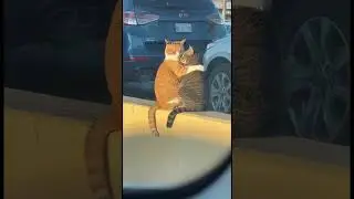 Couldn&rsquo;t Believe My Eyes! 😍 Two Cats Hugging on a Highway Divider &mdash; Pure Love in Traffic!&rdquo;**