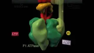 ATP Synthase  A Molecular Turbine SD WEB