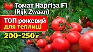 🍅 Томат Наргіза F1 (Rijk Zwaan) — ТОП рожевий для теплиці 200–250 г