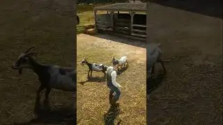 Survival Skills vid428
