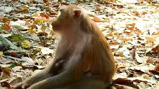 Monkey Lovely Family EP #5 #craft #monkkey #wildlife #ideas #fyp #marbles