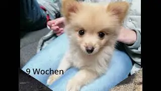 Der Kleinspitz - vom Welpen zum Junghund (FUND-tastische Chroniken)