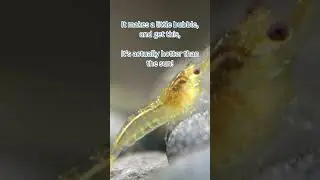 This Must Be the CRAZIEST Animal Ability EVER! Mind Blowing Nature