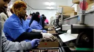 Construction of Date Refrigerators in the Jordan Valley (occupied Palestinian territories)