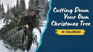 Cutting Down Our Own Christmas Tree on the Grand Mesa, Colorado 🎄