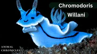 Chromodoris willani - The Glowing Beauty of the Ocean