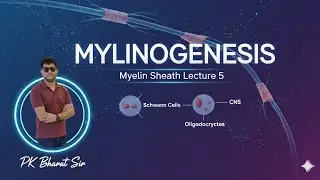 Myliogenesis myline sheath lecture 5 PNS schawanncell CNS Oligodendrocytes cells Pk bharat sir 