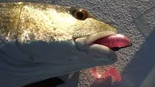 TRY THESE LURES IN SHALLOW WATER!