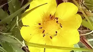 the golden buttercup after a storm relaxing harp music for peace and calm by yellow harp