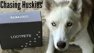 May 2017 Loot Pets ~ Guardians