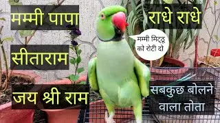 Parrot talking mummy papa🤪 Parrot talking radhe radhe💝 radhe radhe bolne wala tota 🌷 jai shree ram🙏