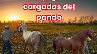 MIS YEGUAS LAS CARGAMOS DEL CABALLO EL PANDO DE DON GONZALO BAÑUELOS DE LOBATOS🐴😉🇲🇽👍