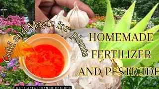 Easy & Free Liquid Garlic Peel Fertilizer/Fruits & vegetable booster.Natural Fertilizer & Insecticid
