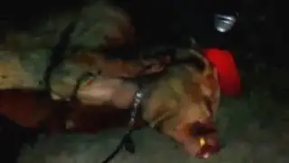 porcu din moimesti'