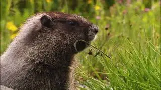 ?What is the secret of a quiet animal life