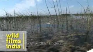 A land of Wetlands - Gujarat, India