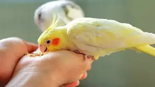 MUSIC TO CALM COCKATIEL