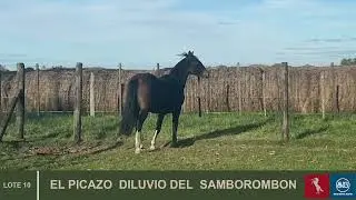 LOTE 10 EL PICAZO DILUVIO DEL SAMBOROMBOM