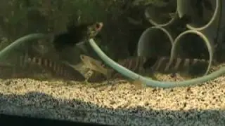 Very Cool Knife Fish from Peru!