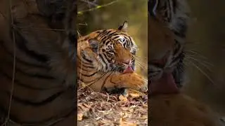TIGER IN SLOW MOTION! 😮 #safariwithsuyash #wildlife #animals #tiger #slowmotion