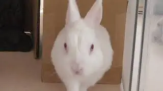 ゆる～い囲いで脱走を楽しむウサオ君