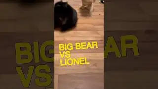 Thump That Head                                            #funny#pet#play#games