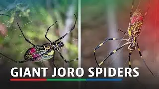 Giant Joro spiders not to be feared as they spread in US, experts say | ABS-CBN News