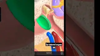 Ear anatomy 3D #earanatomy #earinternalanatomy #anatomy #3danimation