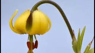 AZUCENA SILVESTRE (Lilium martagon) PLANTAS MEDICINALES