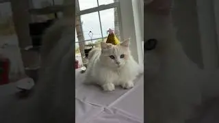 Attention: there&rsquo;s a cat in a party hat!! #mickeyandwalter #ragdoll #ragdollcats