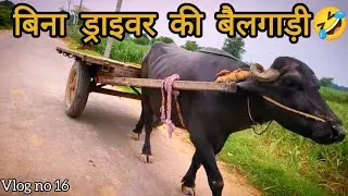 Driverless Bullock Cart Vlog 😱|First time I saw such an incident