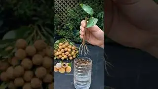 Longan propagation by branch cutting: a fast and effective method to produce new plants