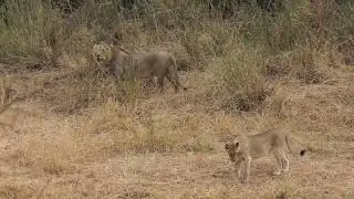 Karongwe Game Private Reserve MAH03999