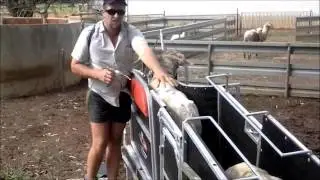 Combi Clamp Sheep Handler