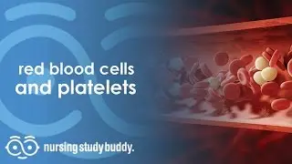 Red Blood Cells and Platelets - Nursing Study Buddy Video Library