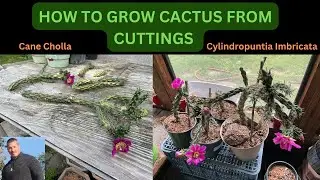 HOW TO GROW A CACTUS FROM A CUTTING    Cane Cholla (Cylindropuntia Imbricata)
