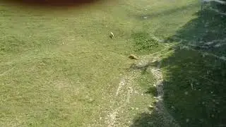 rolling cow