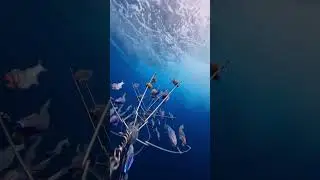 Fish running in the Sea