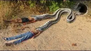 Boy Build Deep Hole Underground Python Trap Using Traditional #2: which is stronger?